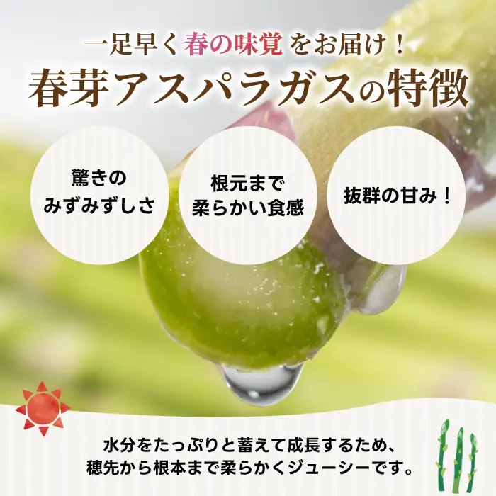 《2027年2月中旬発送》春芽アスパラガス 約1kg （約200g×5袋） 先行受付 アスパラ あすぱら グリーンアスパラ 春芽 甘い 新鮮 野菜 サラダ ソテー ヘルシー 旬 春 ギフト 贈答用 広島県三原市 081002