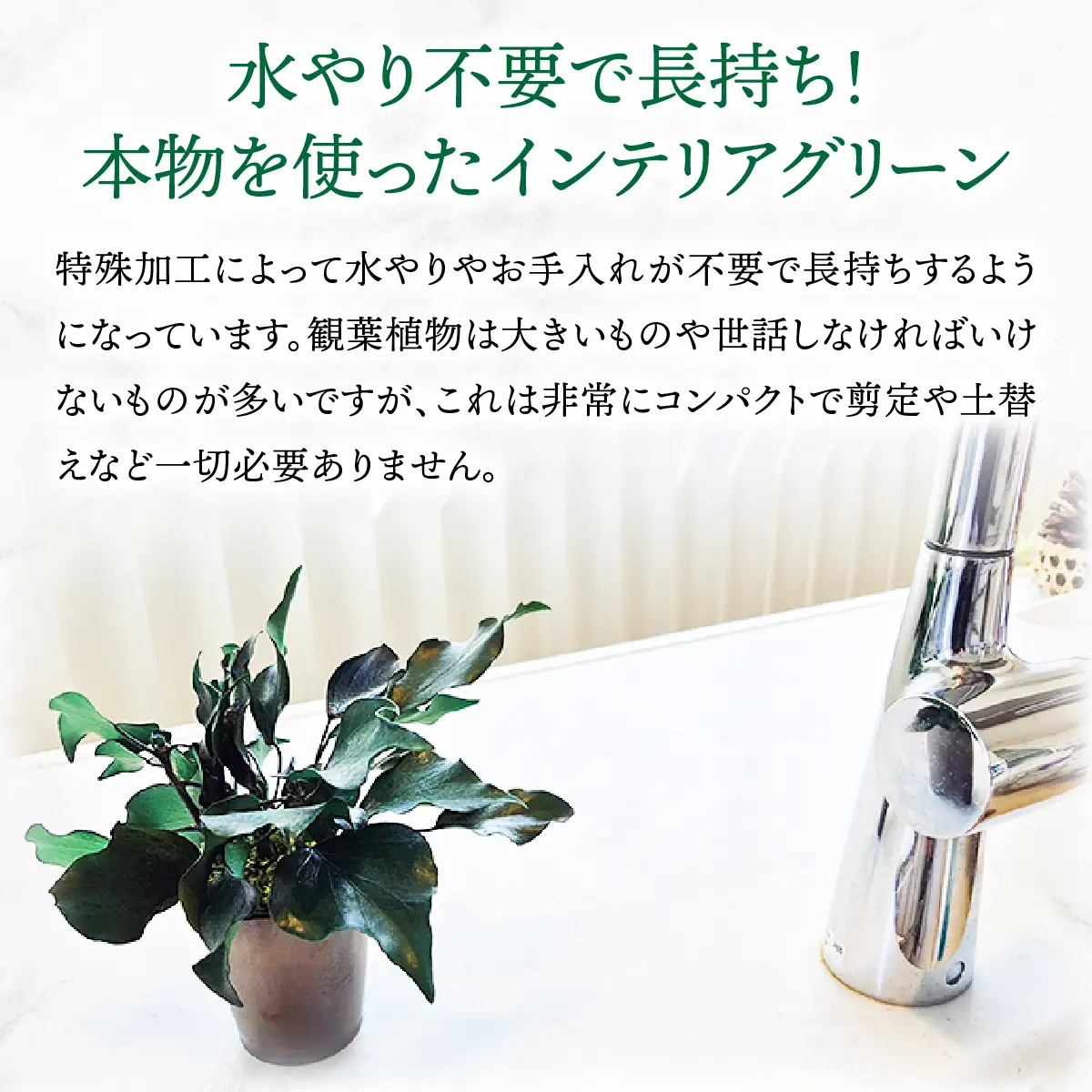 プリザーブドインテリアグリーン アイビー