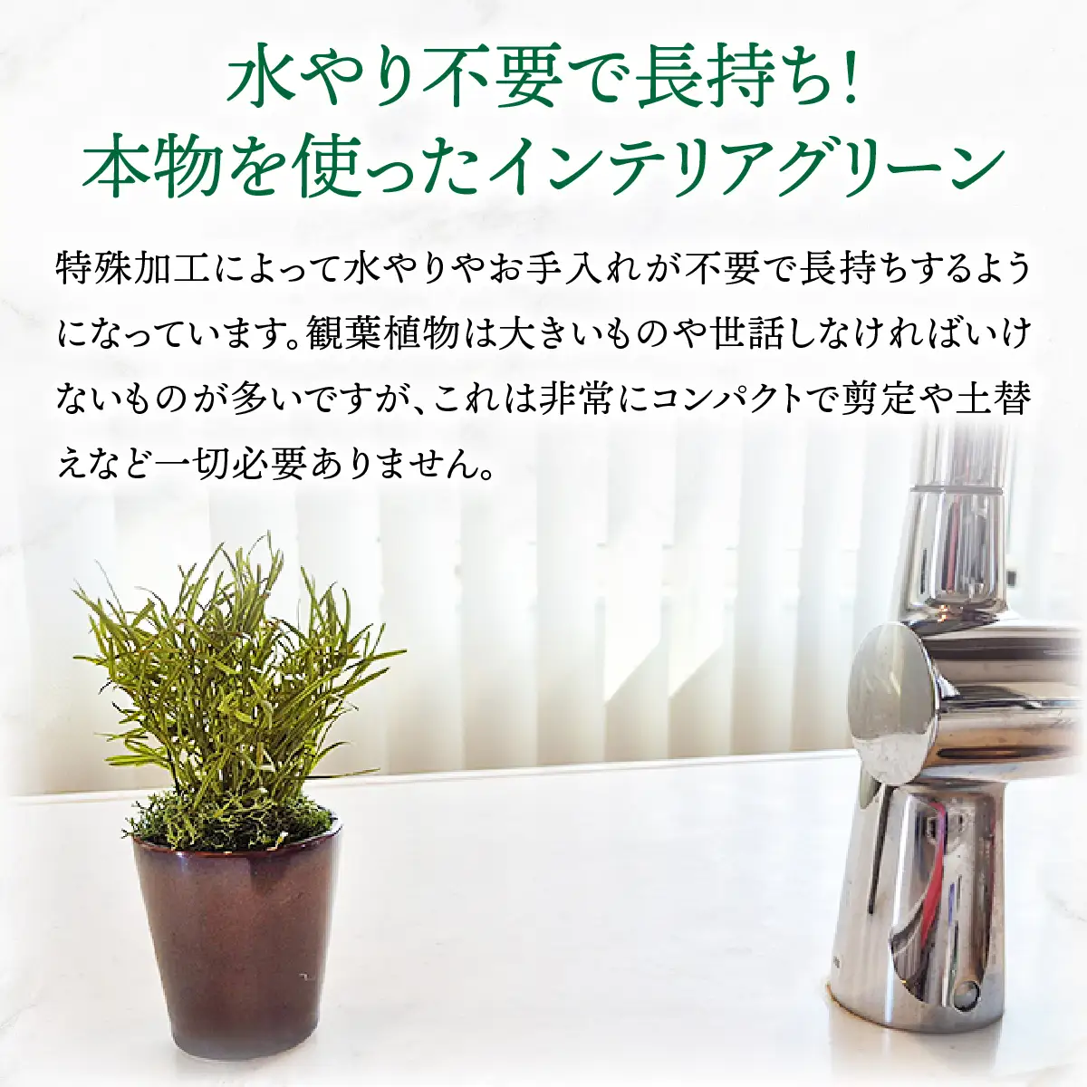 プリザーブドインテリアグリーン アスパラライムグリーン