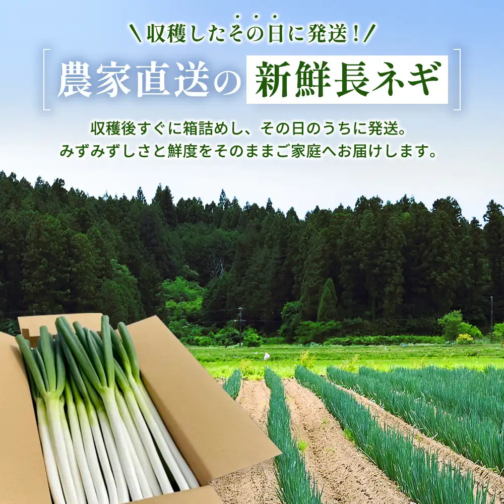 【先行予約】とれたて直送 角田市産！とろける甘みの「こだわり長ネギ」 約5kg （約20本～30本）【11月上旬以降発送】| 新鮮 産地直送