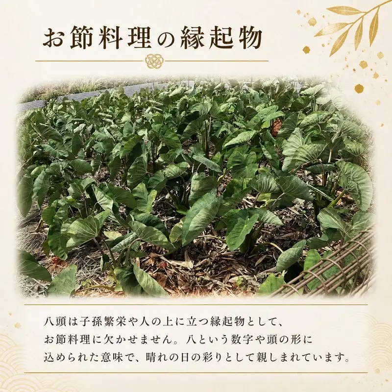 八頭 1kg 里芋 サトイモ ヤツガシラ 【 野菜 】