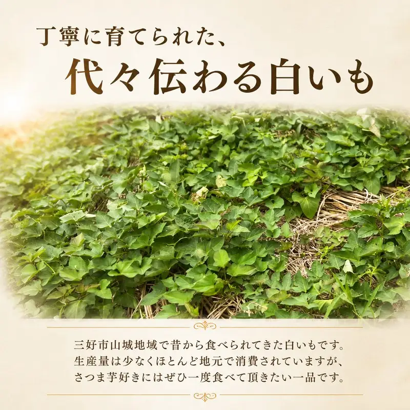 白いも 1kg サツマイモ 芋 旬 秋の味覚 【 さつまいも 】