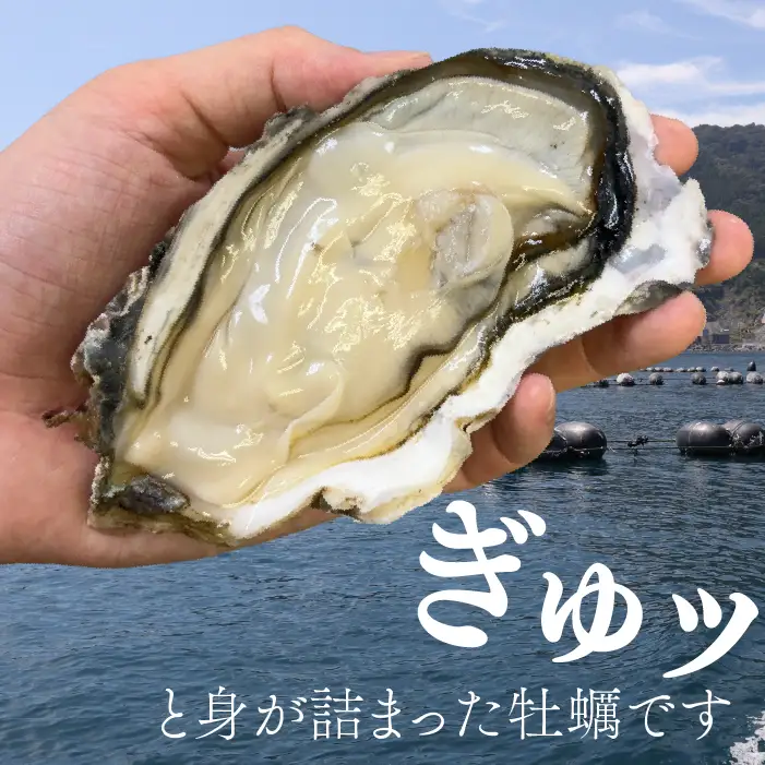 殻付き牡蠣 生食可 2.5kg 南三陸 宮城 女川 岩沼市