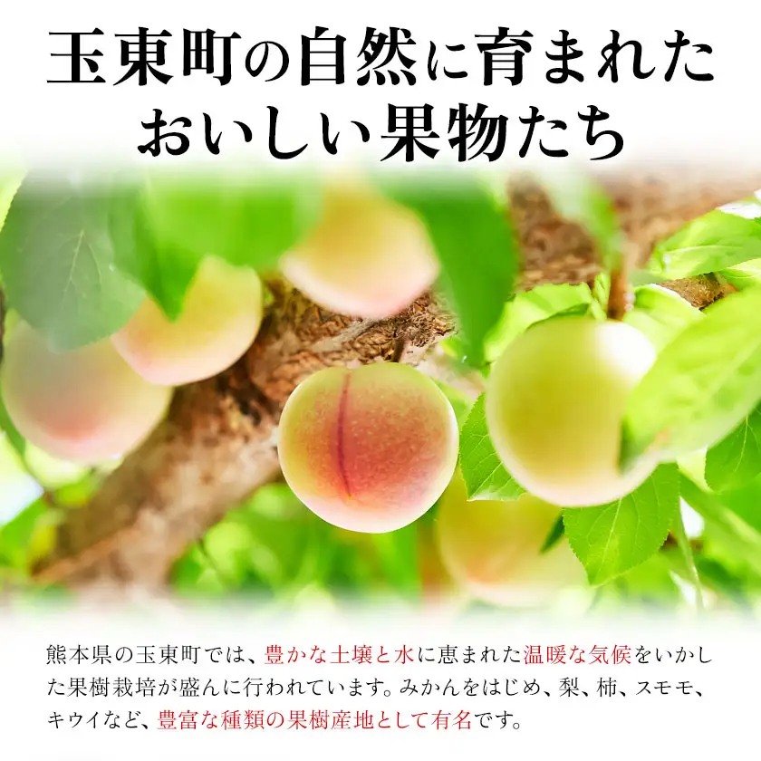 ハニーローザシャーベット 8個 ぷらっとぎょくとう《60日以内に出荷予定(土日祝除く)》 熊本県 玉名郡 玉東町 スモモ すもも 果物 デザート スイーツ フルーツ 旬 シャーベット アイス セット 冷菓 冷凍 果肉入り ご当地シャーベット おやつ
