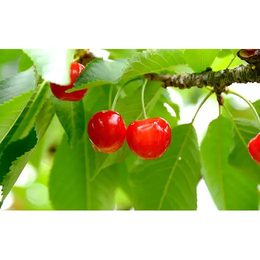 【令和9年産先行予約】 さくらんぼ 「紅秀峰」 約700g (秀 3L以上) バラパック詰め 《令和9年6月下旬～発送》 『生産者 佐藤 勇二』 サクランボ 果物 フルーツ 産地直送 [1955]