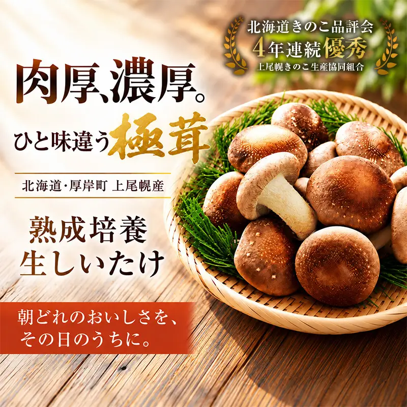 訳あり 椎茸 北海道 厚岸町 上尾幌 朝どれ 菌床 しいたけ 「極茸」 バラ 1kg 【上尾幌きのこ生産協同組合】[ きのこ キノコ 新鮮 肉厚 国産  品評会で金賞受賞 ]