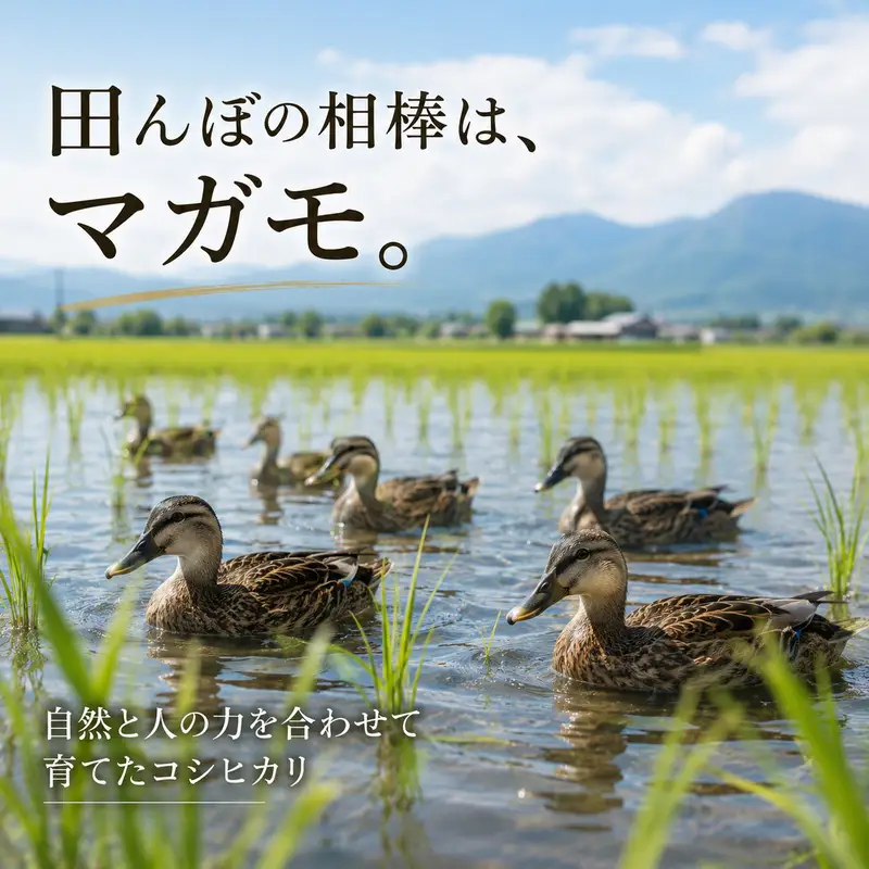 【先行予約】令和8年産 新潟県産コシヒカリ5kg カモ農法 米 精米 白米 コシヒカリ 5kg こめ コメ お米 おこめ こしひかり カモ農法 農薬不使用 化学肥料不使用 新潟 新潟県