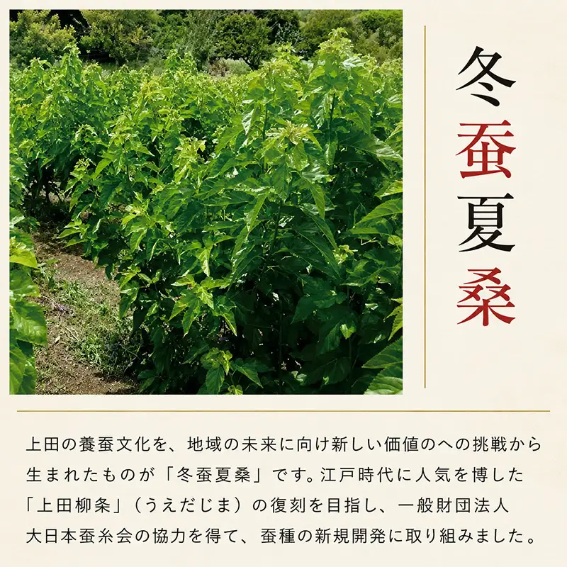 冬蚕夏桑 405粒 カプセル 国産 サプリ サプリメント 体調維持