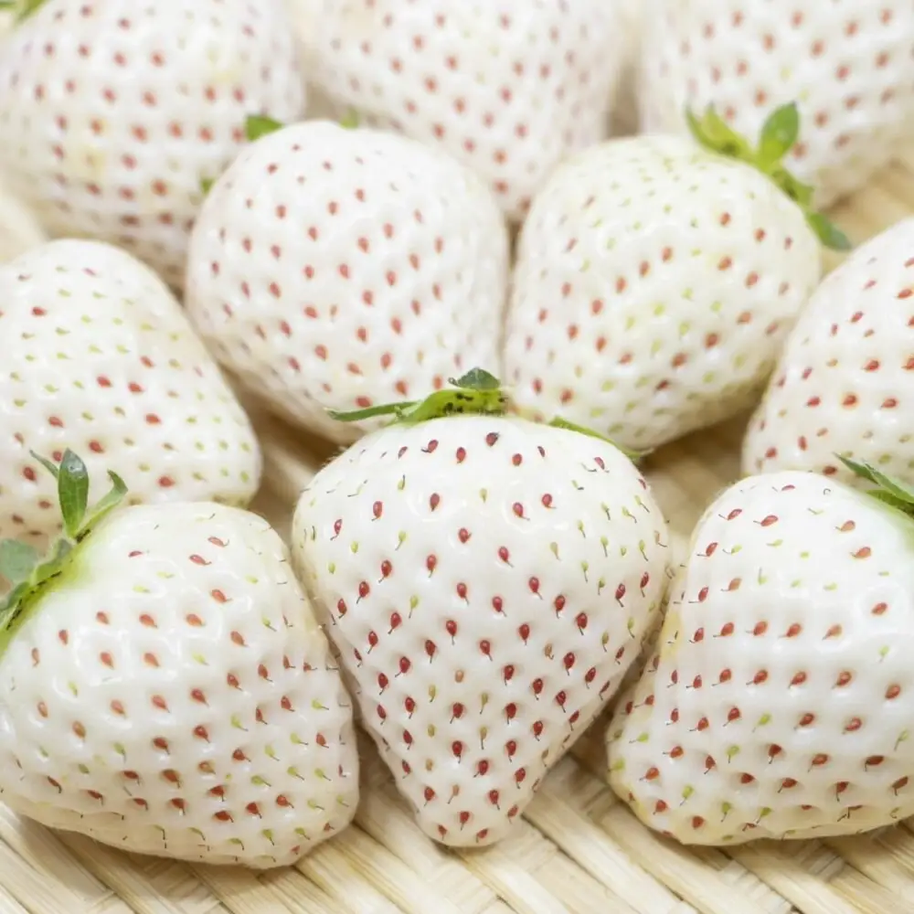 福岡県産 完熟白いちご（エンジェルエイト）約270g×2パック【2027年2月～発送】 フルーツ 果物 くだもの いちご 白いちご おすすめ 送料無料