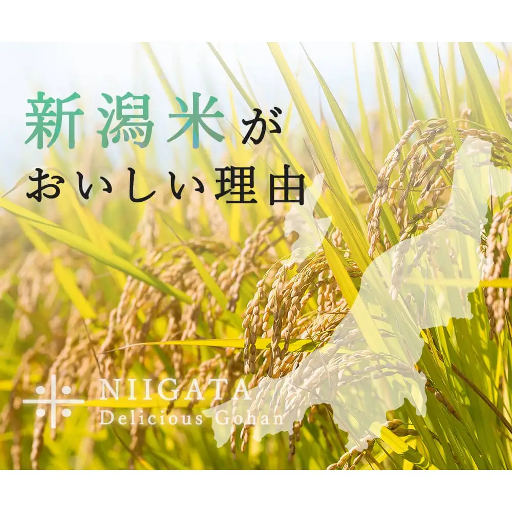 米 コメ お米 おこめ 新之助 精米 白米 5kg 令和8年産 2026年産 送料無料 新潟 見附 見附市 岩渕農場