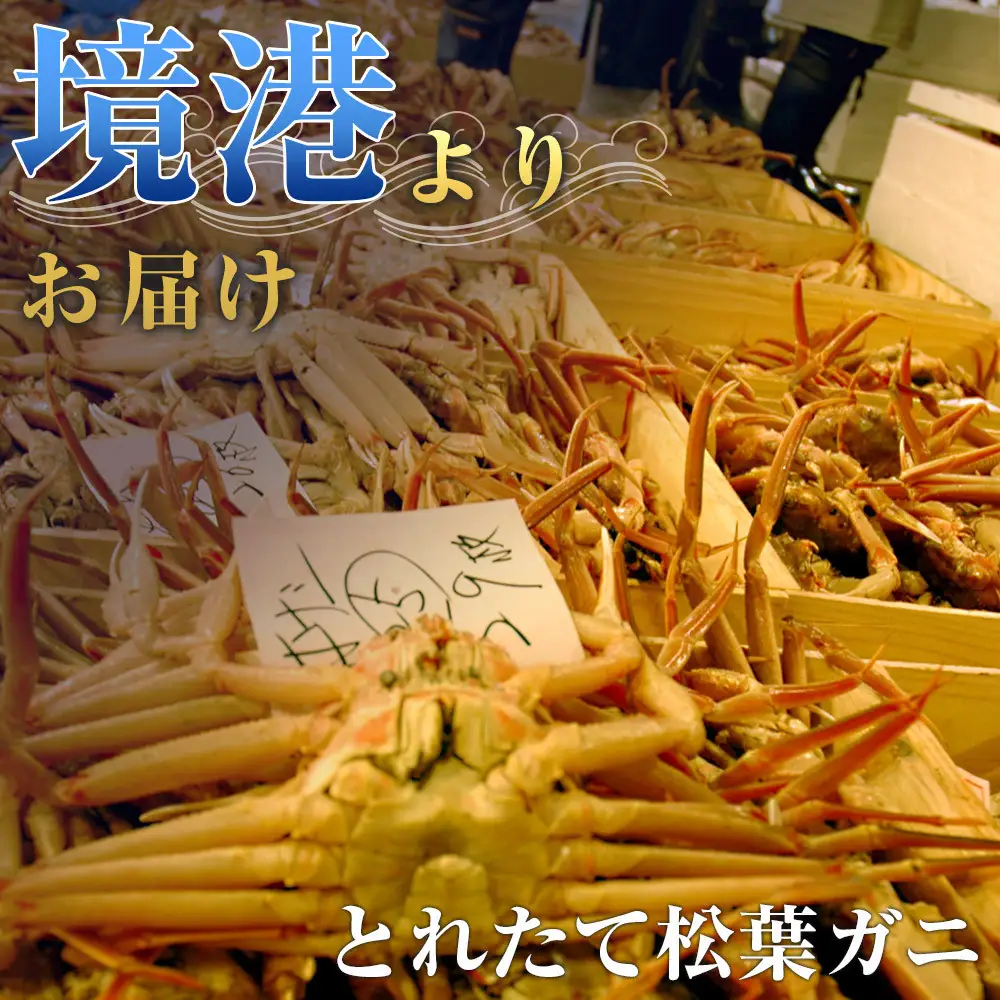 タグ付き 蒸し松葉蟹×1枚（950g前後）【鳥取県 境港市】