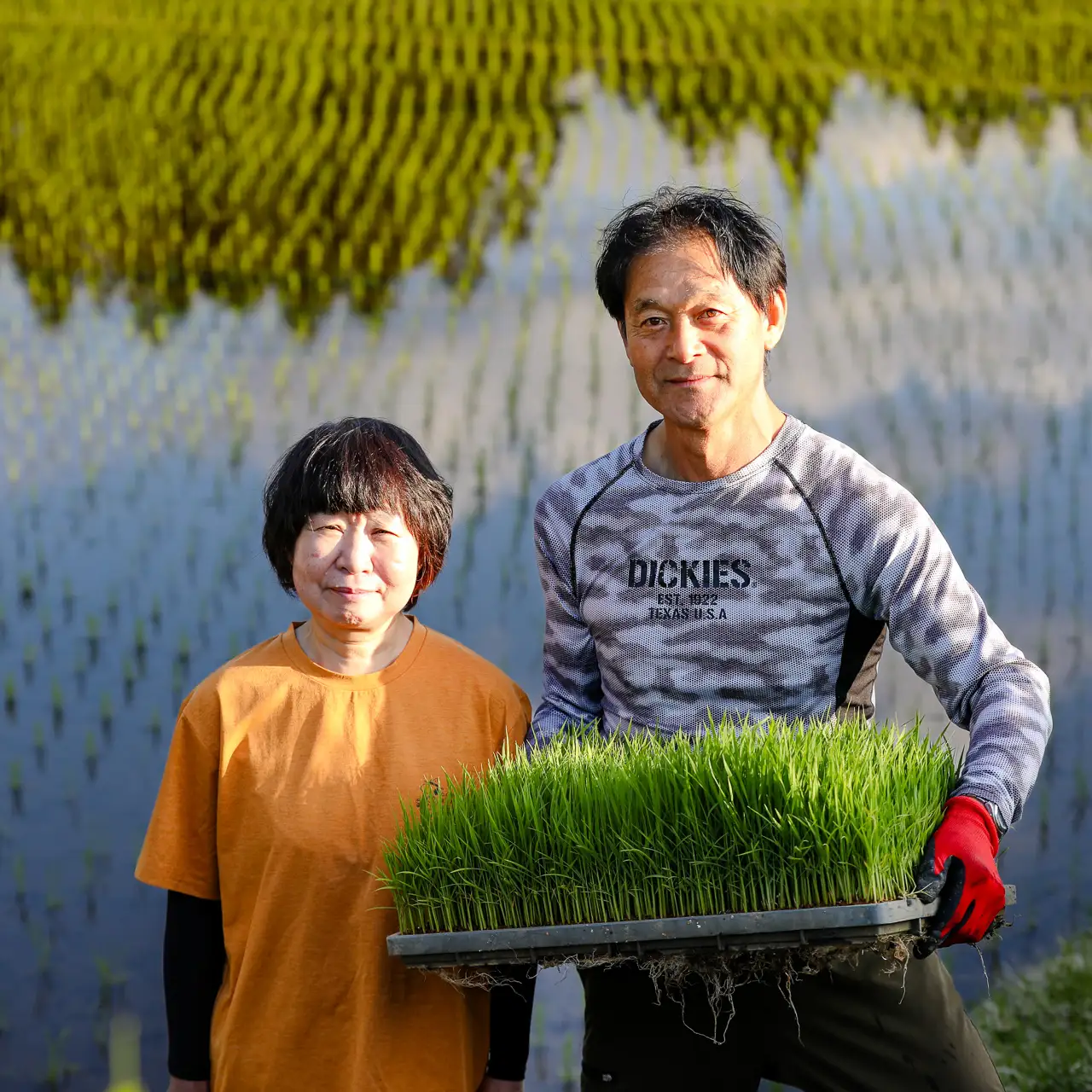 【令和8年産】【6ヶ月定期便】魚沼産コシヒカリ 九左衛門の米 10kg（5kg×2袋） |津南町 魚沼産 コシヒカリ