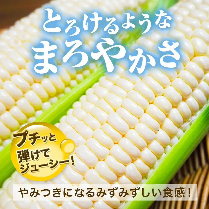 【先行予約】とうもろこし なよろ ホワイト 10kg 北海道 名寄 スイートコーン