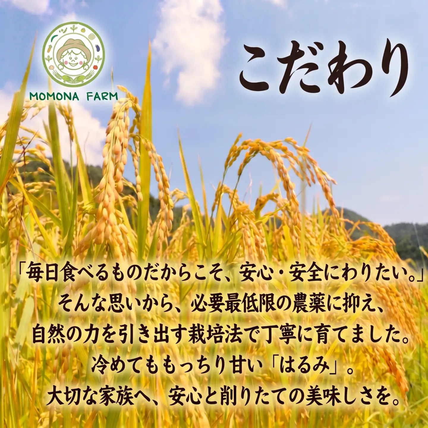 お米 5kg 精米 はるみ 令和8年産  神奈川県  