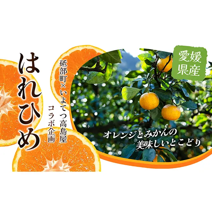 【数量限定 先行予約】愛媛県産 はれひめ 約5kg[50R0813] 【高島屋選定品】M～2L サイズ＜ギフト 甘味 濃厚 みかん フルーツ＞[No.53030336]