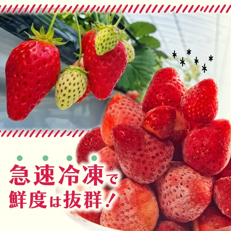 完熟 冷凍 いちご 500g 大粒 【 いちご 苺 】