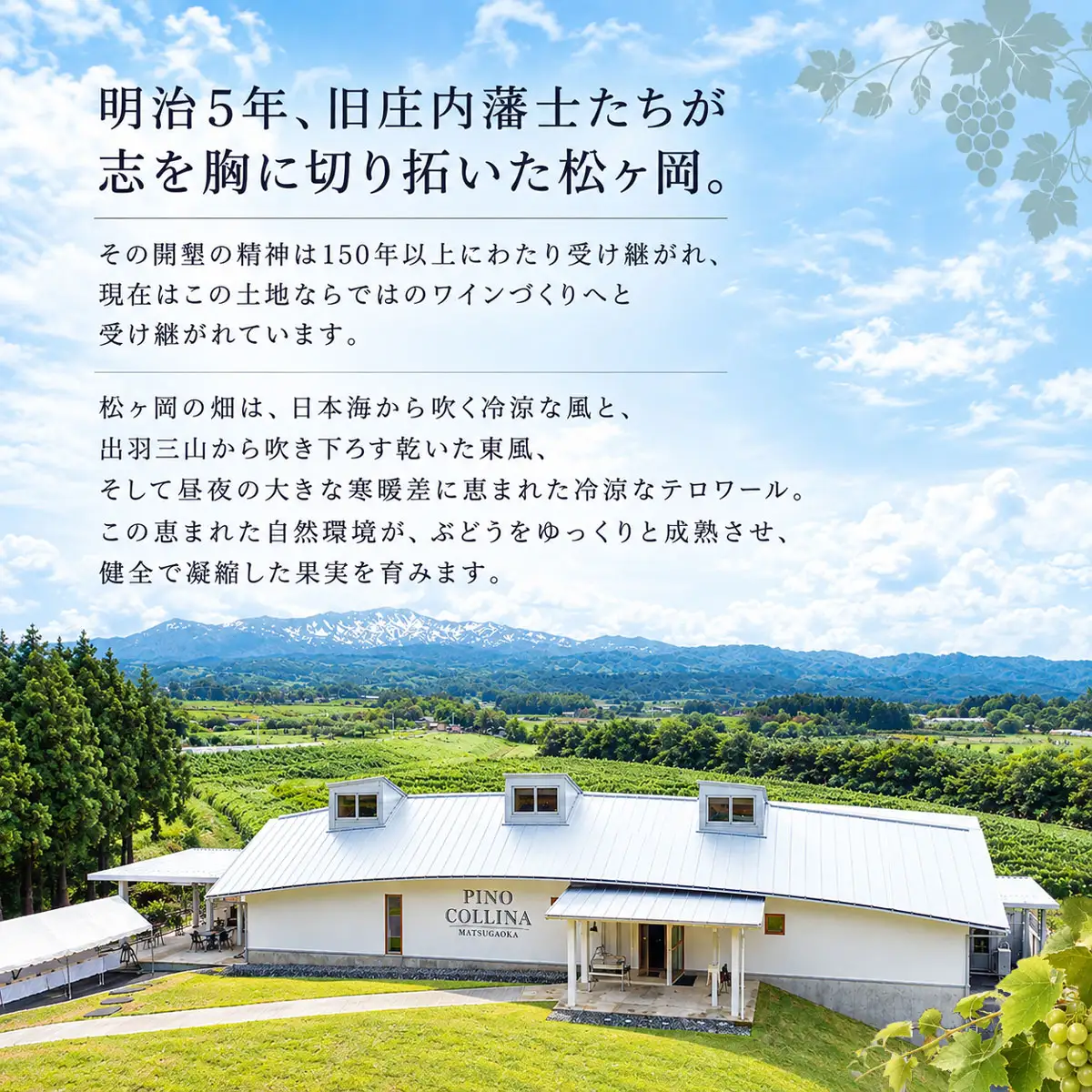 ピノ・コッリーナ　松ヶ岡シラー 2023 赤ワイン 750ml　株式会社エルサン | 国産 日本ワイン