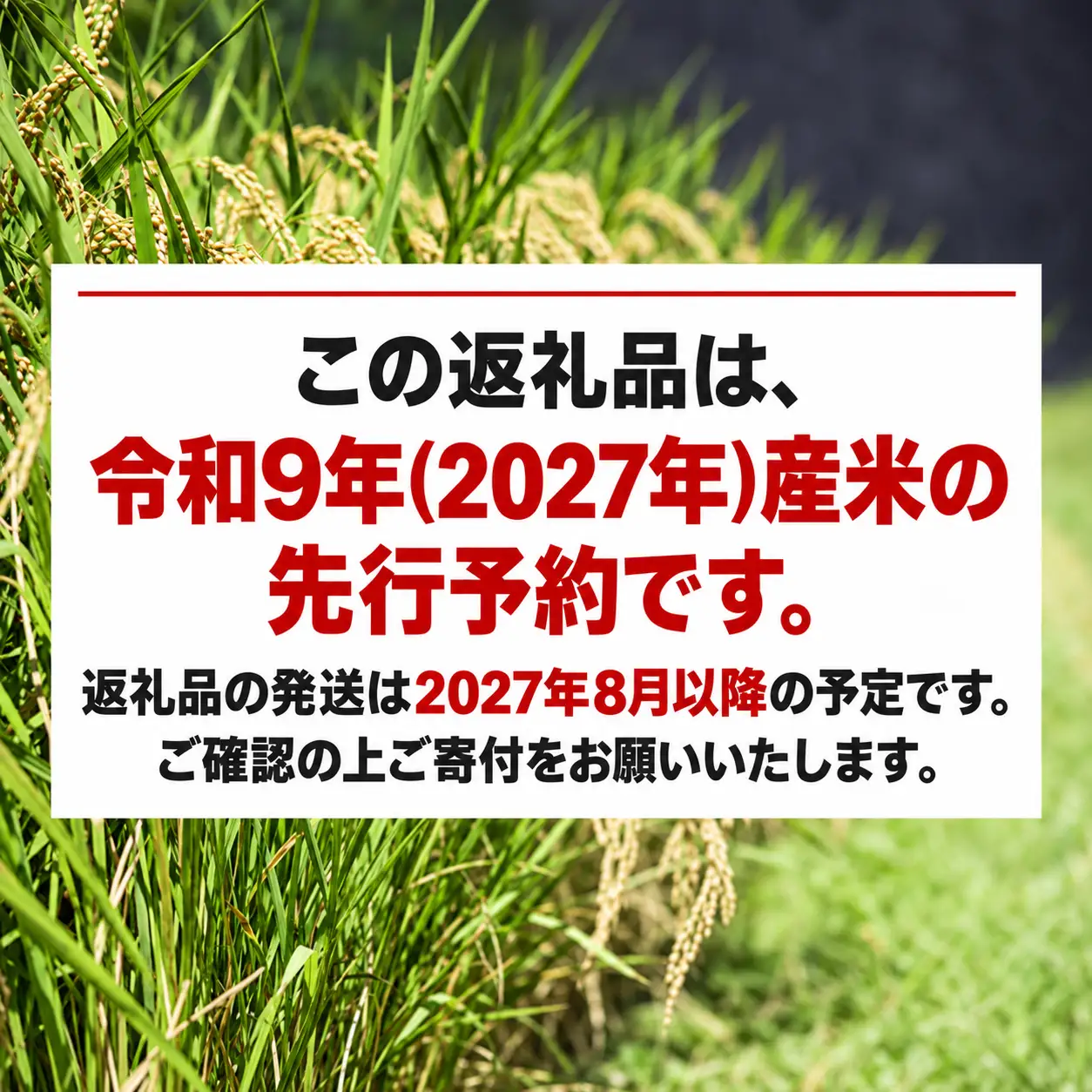 先行予約 新米 令和9年産 コシヒカリ 5kg 10000円 お米 白米 精米 米 愛南町 愛媛県