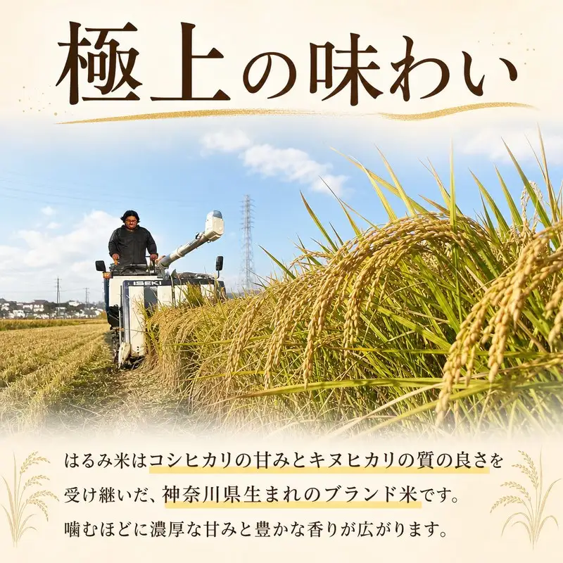 【 令和8年産 新米 】 はるみ 5kg 白米 米
