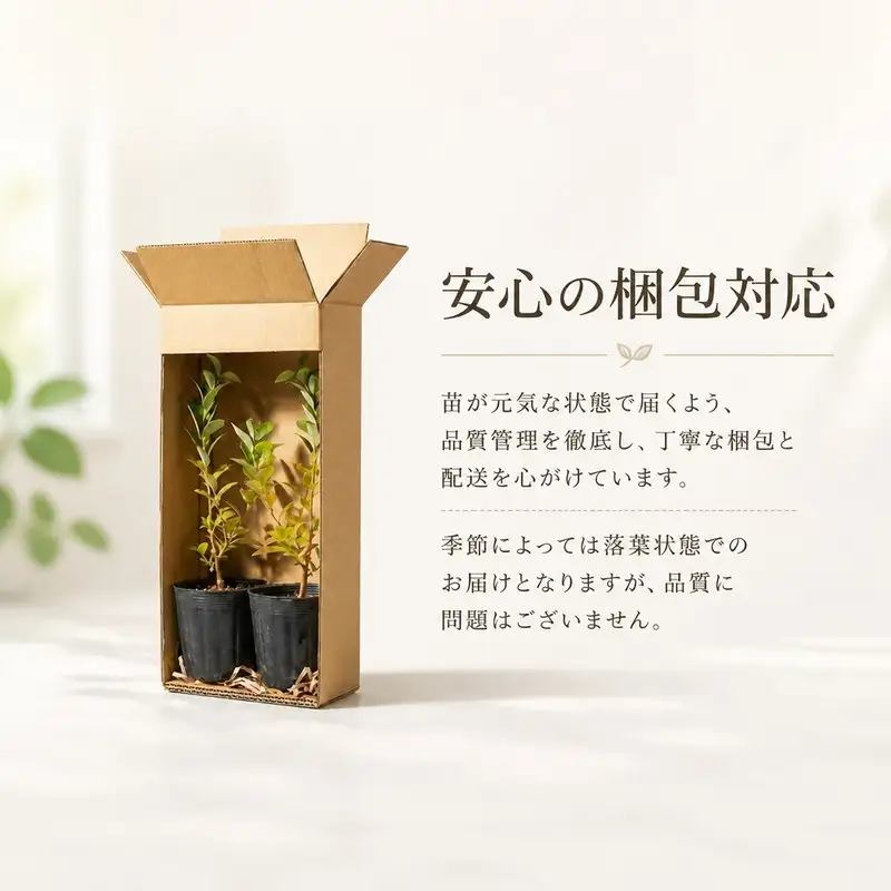 苗木 1年生 2本 【 ブルーベリー苗 】