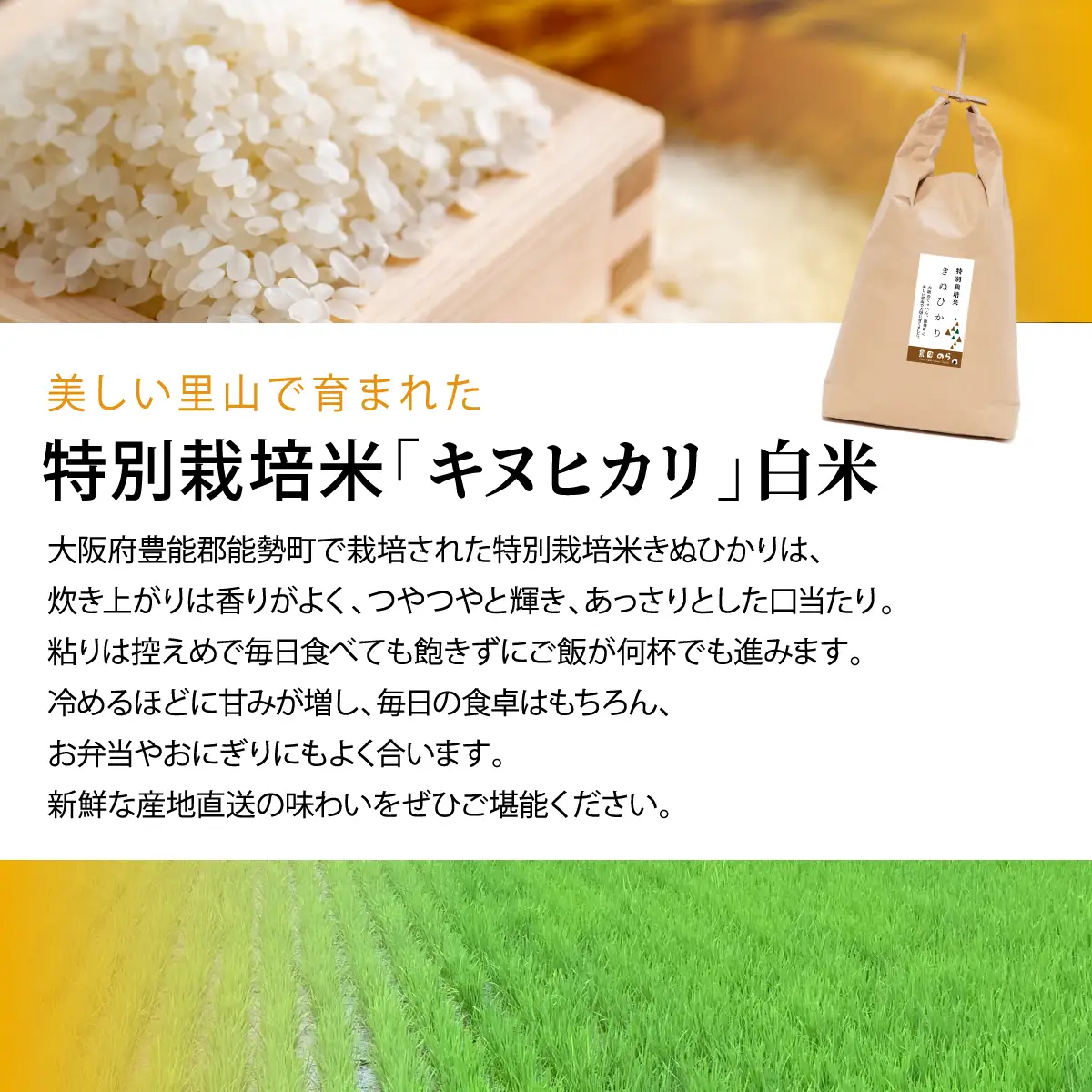 《予約受付中》令和8年産 特別栽培米キヌヒカリ(白米) 5kg×2袋 | 農園のら | 米 新米 白米 精米 10kg キヌヒカリ 減農薬 自然栽培 特別栽培 食 | おにぎり 弁当 産地直送 | 大阪府 能勢町 送料無料
