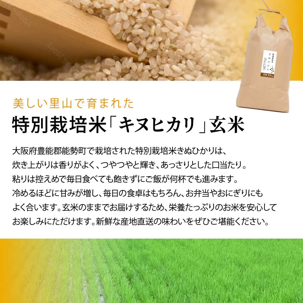 《予約受付中》令和8年産 特別栽培米 キヌヒカリ (玄米) 10kg×1袋 | 農園のら | 米 新米 玄米 10kg キヌヒカリ 減農薬 自然栽培 特別栽培 食 | おにぎり 弁当 産地直送 | 大阪府 能勢町 送料無料
