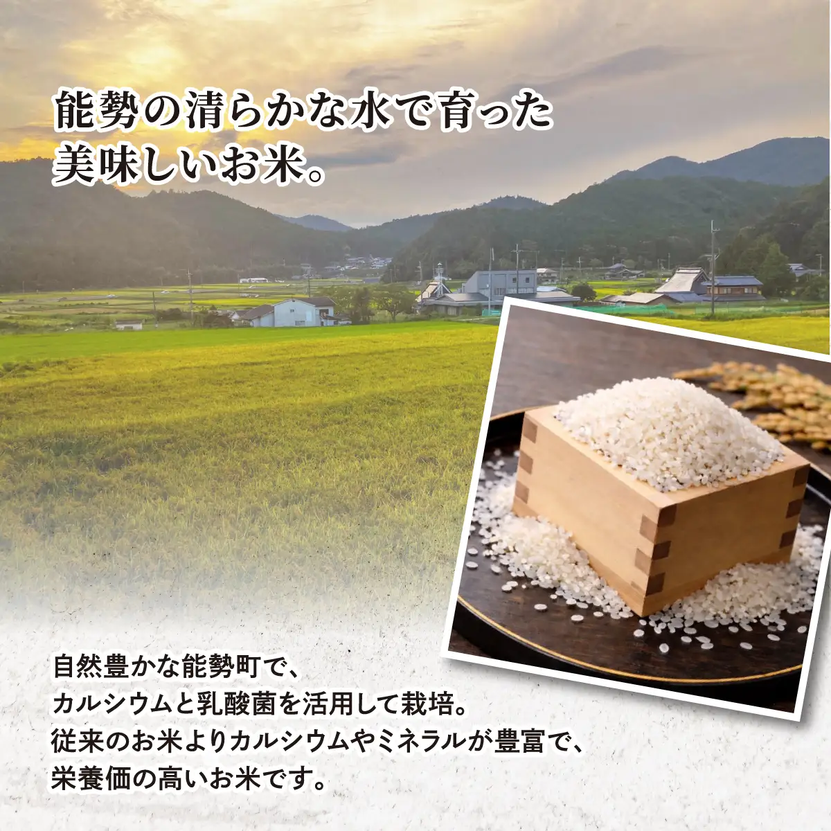 令和8年度産 キヌヒカリ 白米 9kg | 能勢トライファーム | 米 新米 キヌヒカリ 単一原料米 ふっくら あっさり 和食 お弁当 おにぎり | 大阪府 能勢町 送料無料
