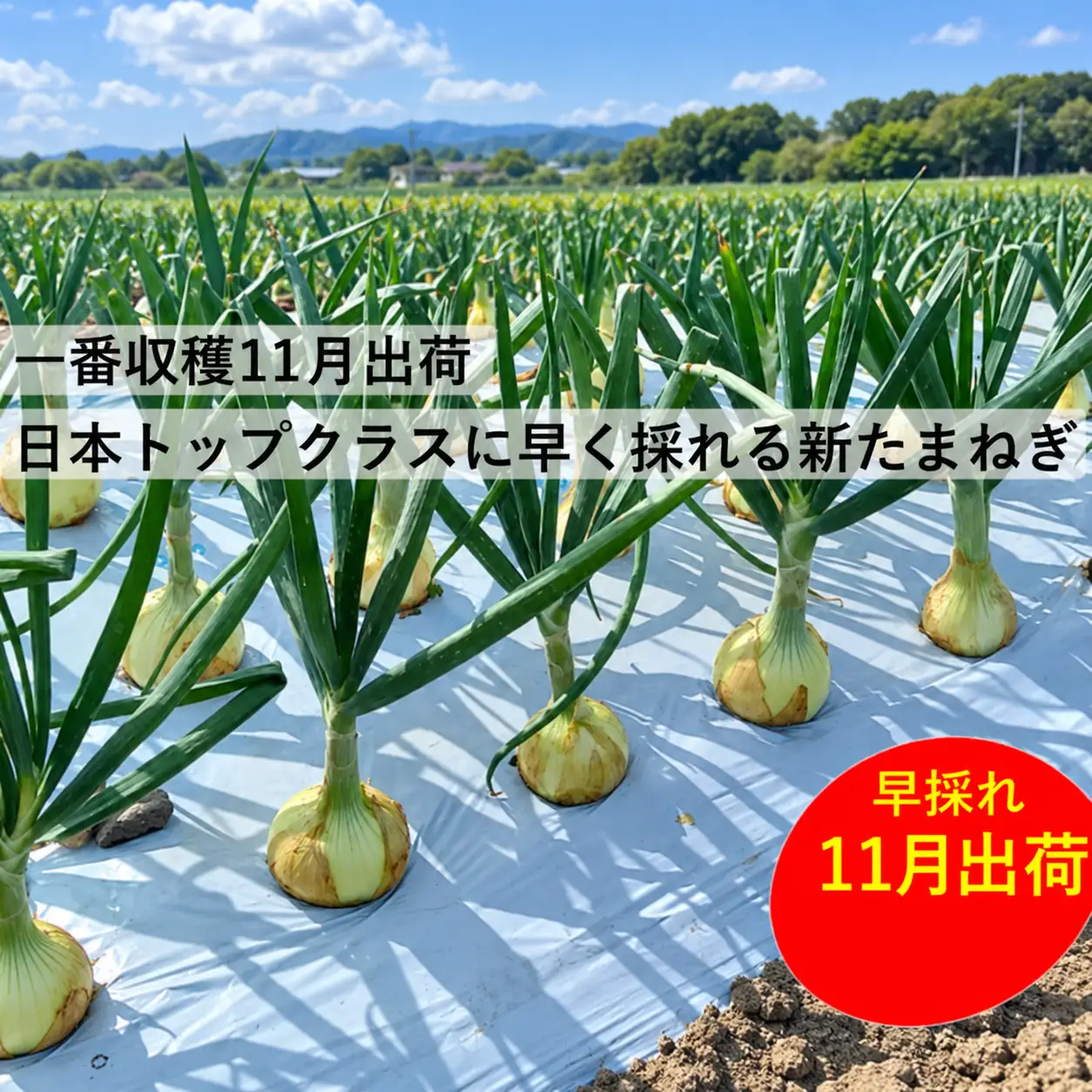 【先行予約:2026年 11月下旬より順次発送】 訳あり 新たまねぎ 2kg シルクオニオン 野菜 サラダ 玉ねぎ たまねぎ 新玉 スープ カレー サイズミックス 大小 傷 国産 オニオン 常温 送料無料 愛媛県 愛南町青果市場 2026年 11月下旬