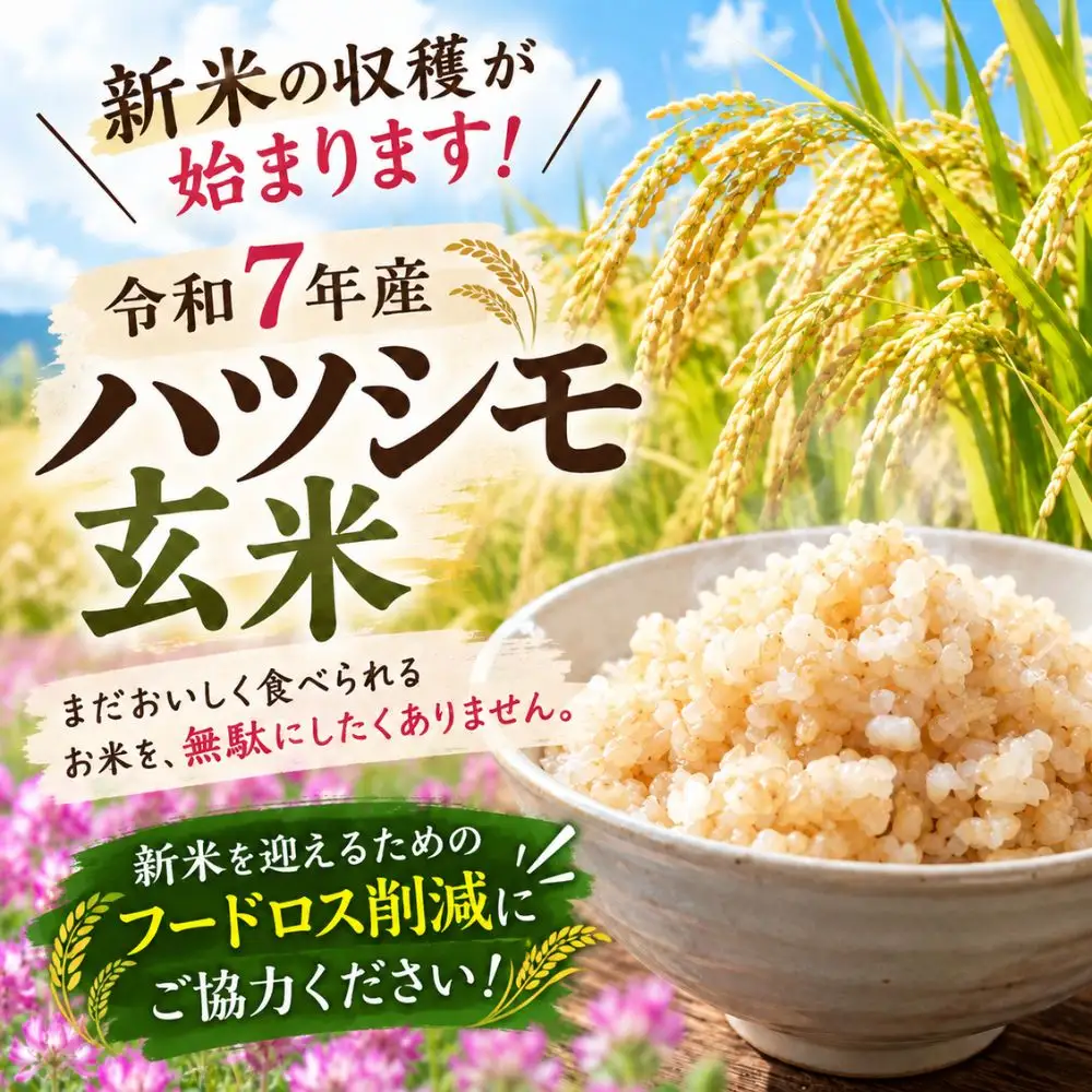 玄米 R7年産 30kg（10kg×3袋）  ハツシモ｜玄米