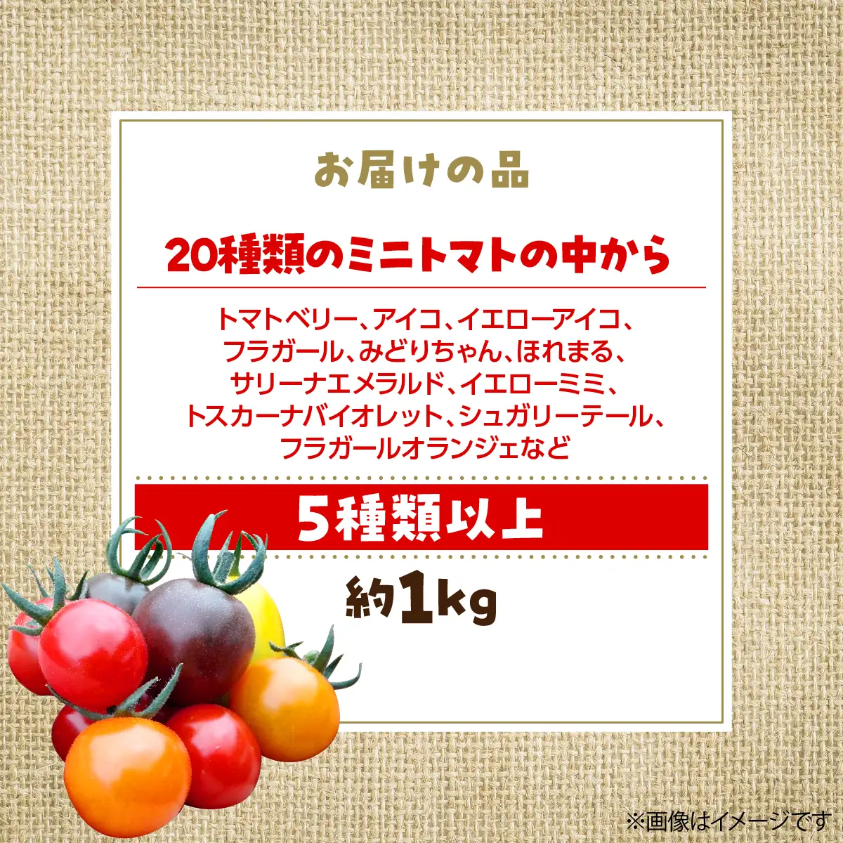 【2027年7月より発送】カラフルミニトマト約1kg(5種以上) 大作農園 北海道壮瞥町 SBTR011
