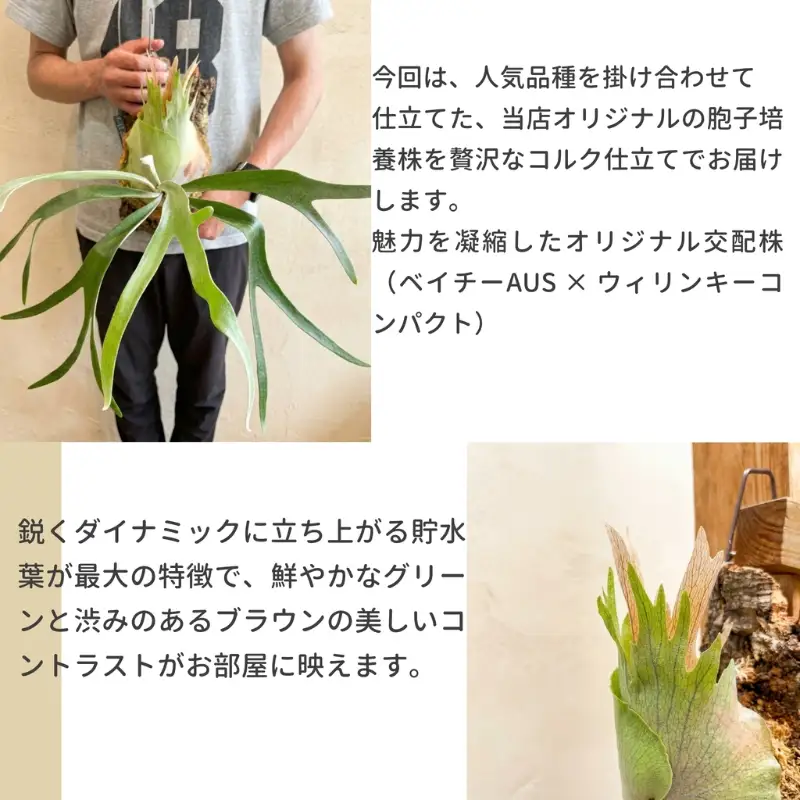 ビカクシダ(コウモリラン) オリジナル スポア株 'azuspo' コルク仕立て