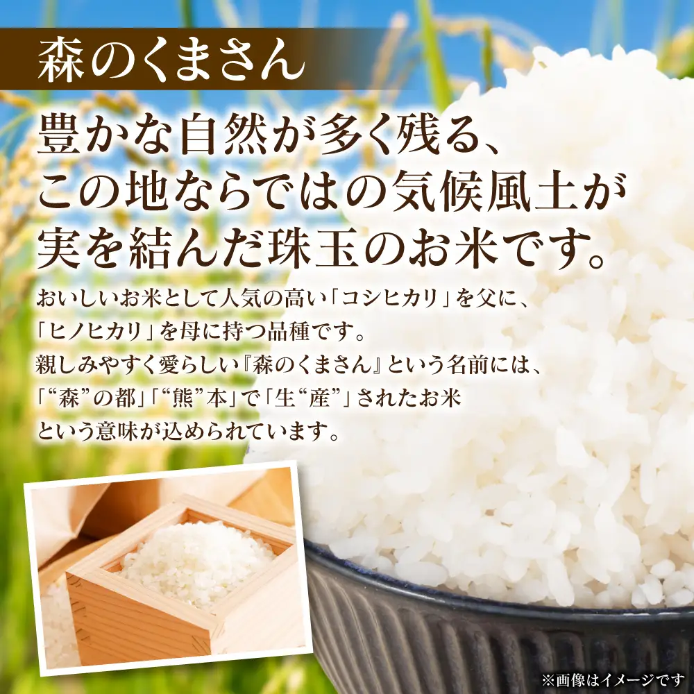 精米 《令和7年産》 森のくまさん 5kg×1袋  精米
