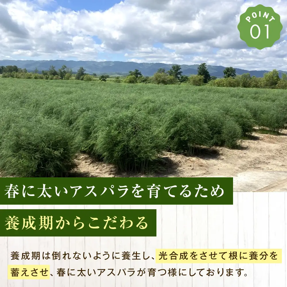 【先行予約】【訳あり】露地物朝採りアスパラ 1kg（500g×2）(2027年5月中旬発送開始) _06553