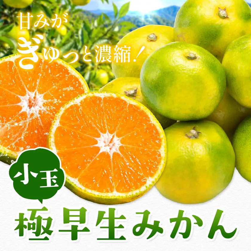 小玉 極早生みかん 1.5kg