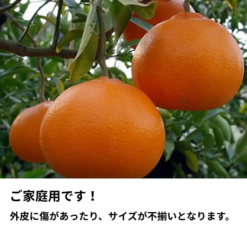 数量限定 瀬戸内せとか 約3kg【ご家庭用】 みかん フルーツ 果物 柑橘類