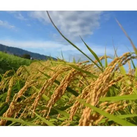 令和8年産ミルキークイーン 多湖農園の『はじめの一穂』8.8kg 精米【1777411】