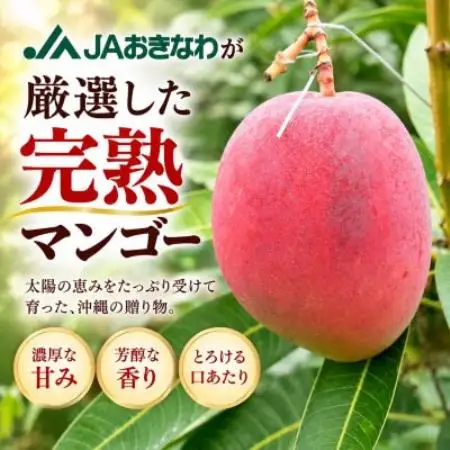 【2027年6月下旬から順次発送・贈答用】完熟アップルマンゴー約1.5kg(3玉～6玉)【配送不可地域：離島】【1783972】