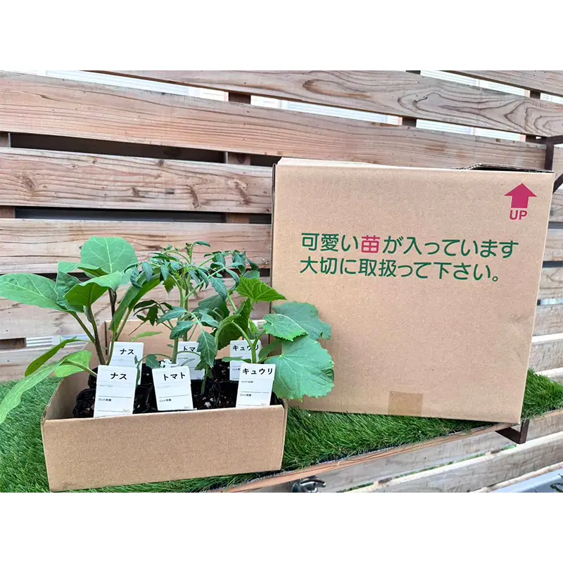 産地直送！（ミニ）トマト+季節の野菜の苗詰め合わせセット（6ポット） ミニトマト 野菜 苗 セット 栽培 ガーデニング F6L-1534