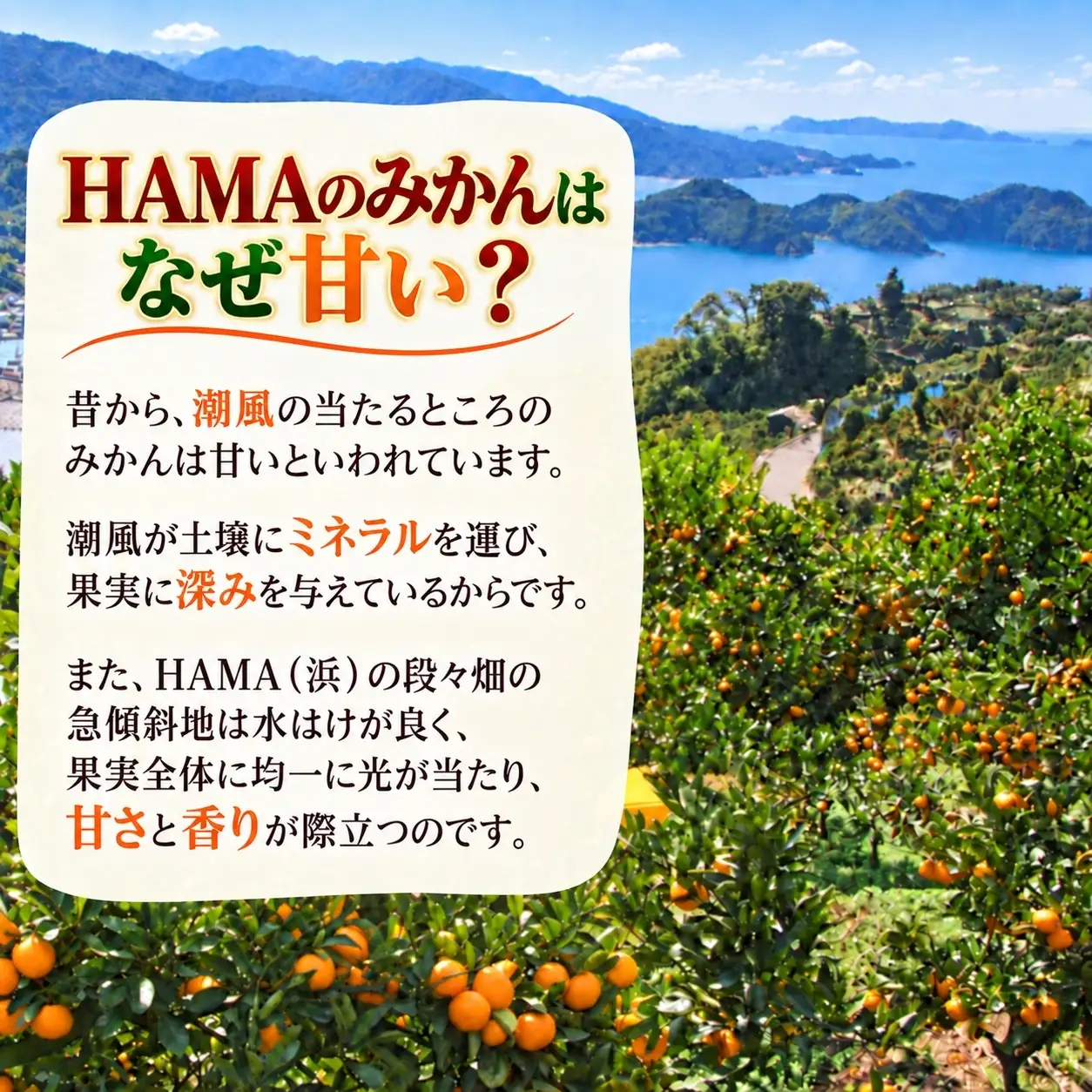 【先行受付】ミネラルを運ぶ潮風に吹かれ甘く育ったみかんを厳選　完熟「HAMAのみかん」　正味約５ｋｇ【39-95】YWTF070