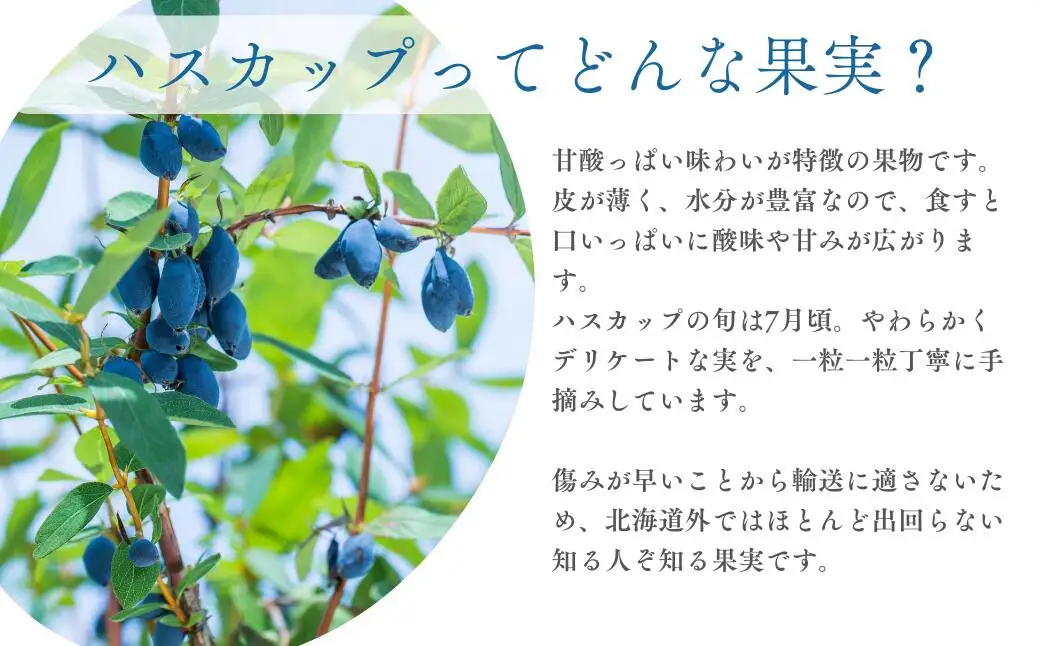 冷凍 ハスカップ 計1kg [AXAB086] ハスカップ
