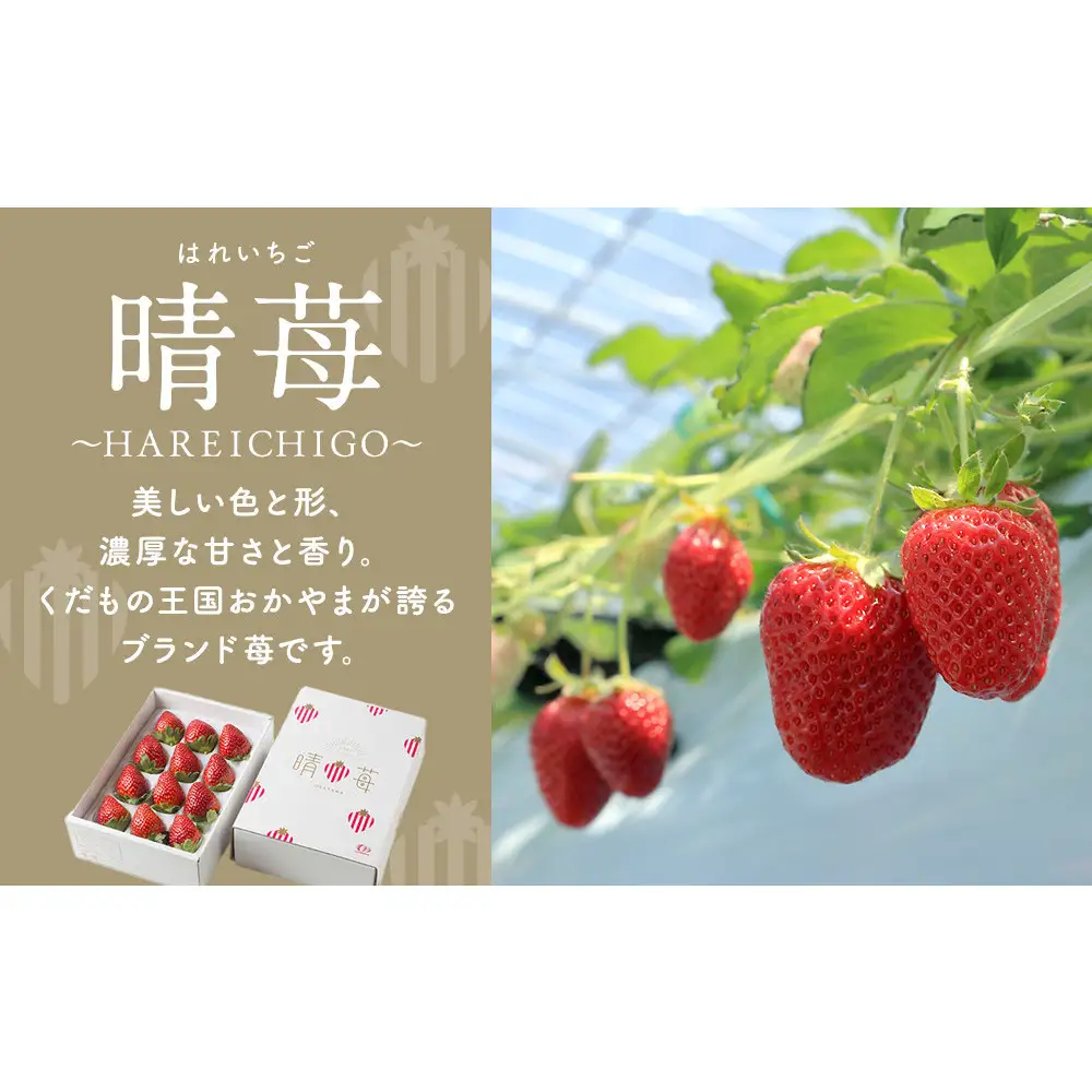 晴苺（はれいちご）【数量限定５０セット】※2027年1月下旬から発送開始
