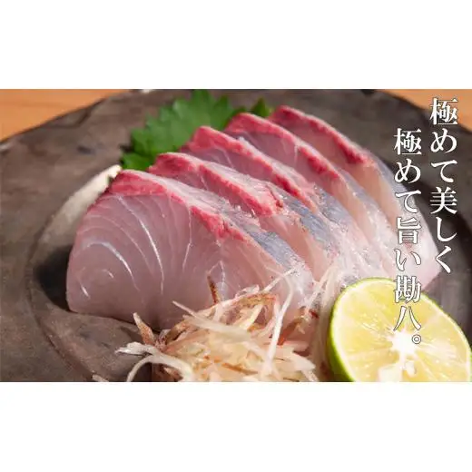 カンパチ 勘八 3節 セット | 極美勘八 人気 高級 魚 産地直送 新鮮 かんぱち しゃぶしゃぶ 鍋 照り焼き 刺し身 刺身 さしみ 生 冷蔵 高知県 須崎市