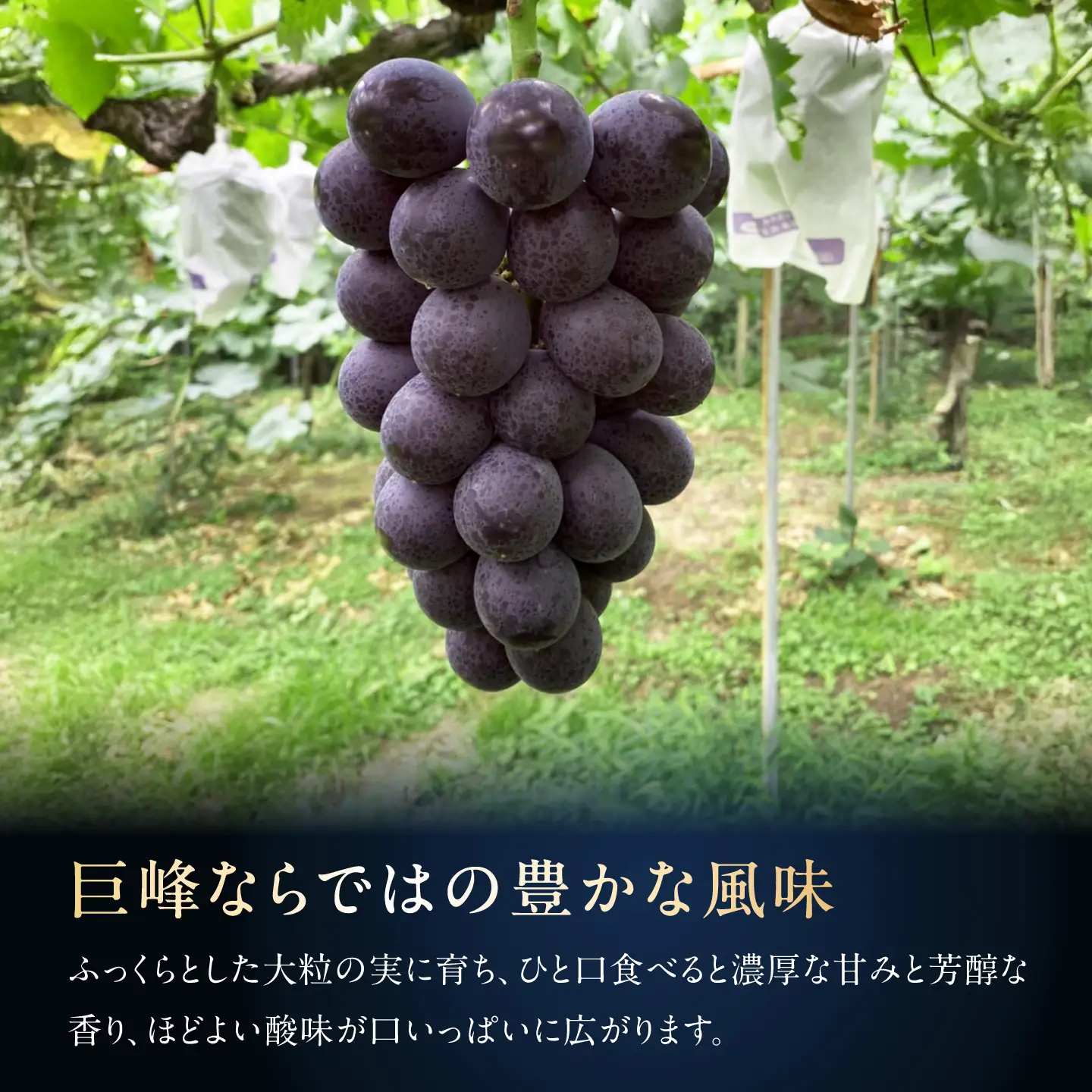 【2027年発送 先行予約】種なし巨峰2房 BKBI004 ぶどう