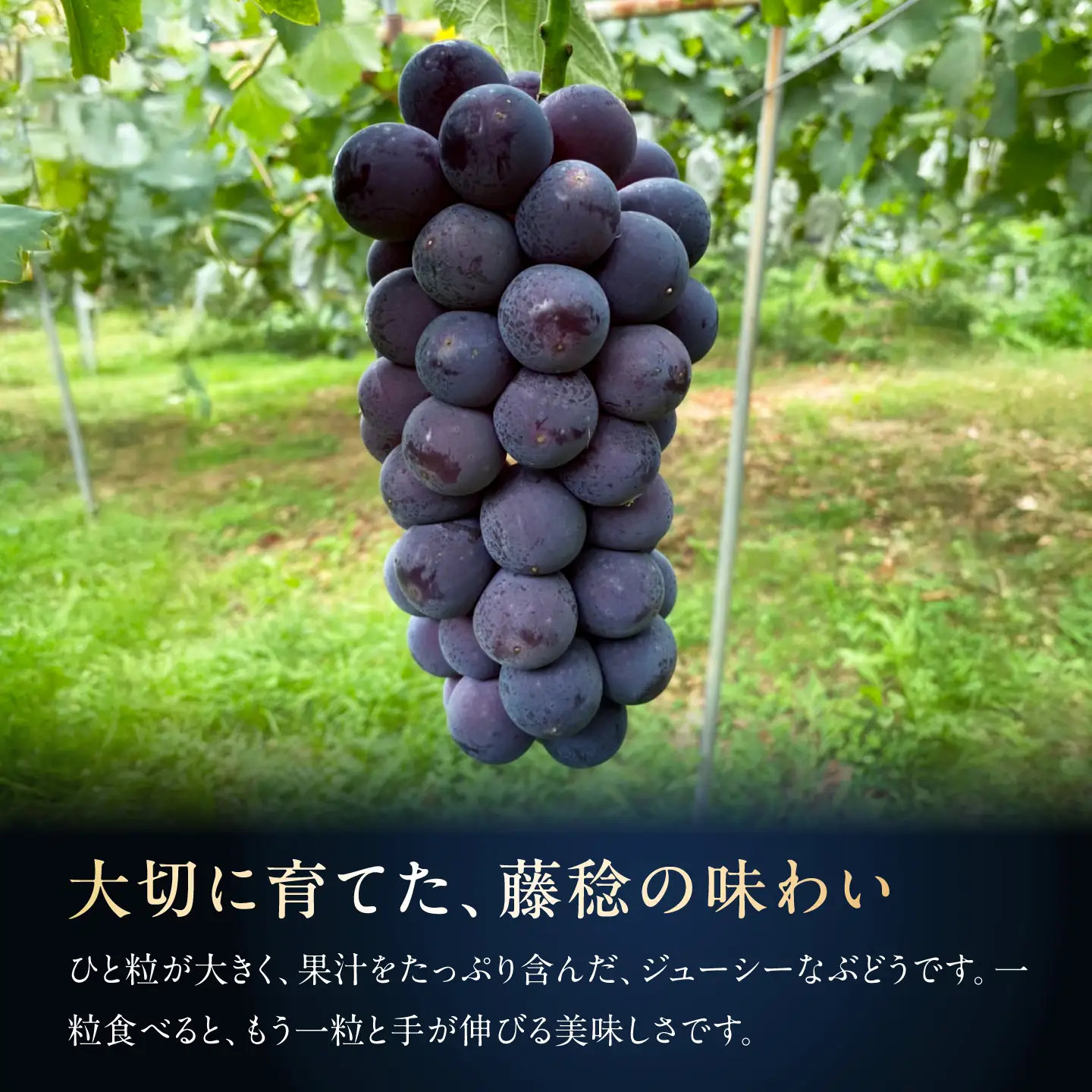 【2027年発送 先行予約】種なし藤稔1房 BKBI005 ぶどう