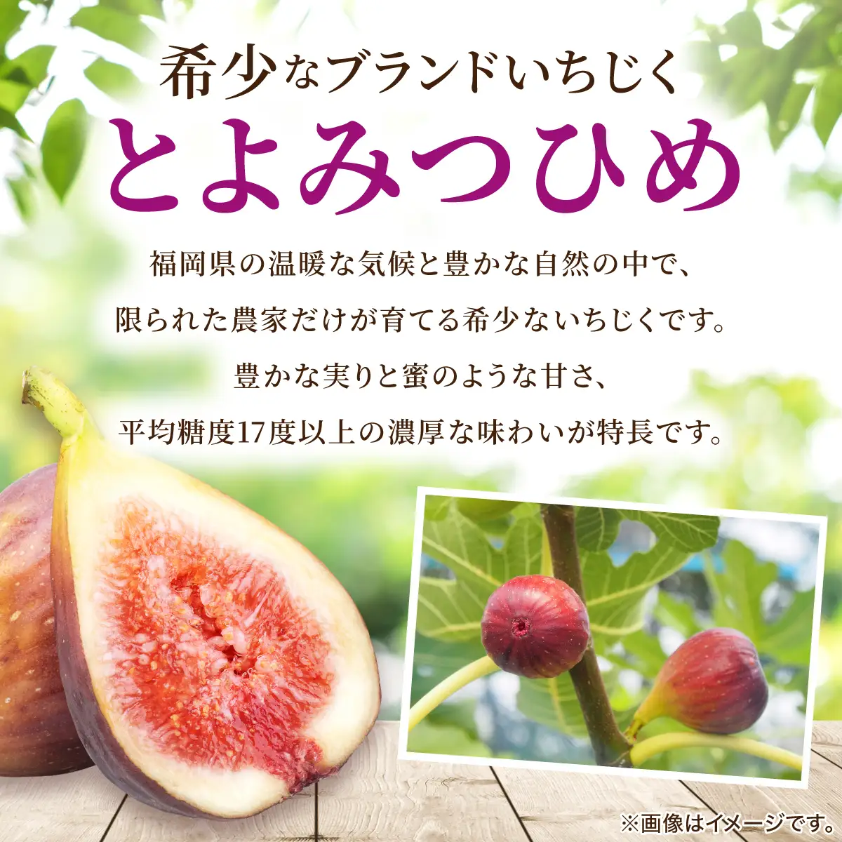 福岡県産 いちじく とよみつひめ 約1.2kg（300ｇ×4パック）