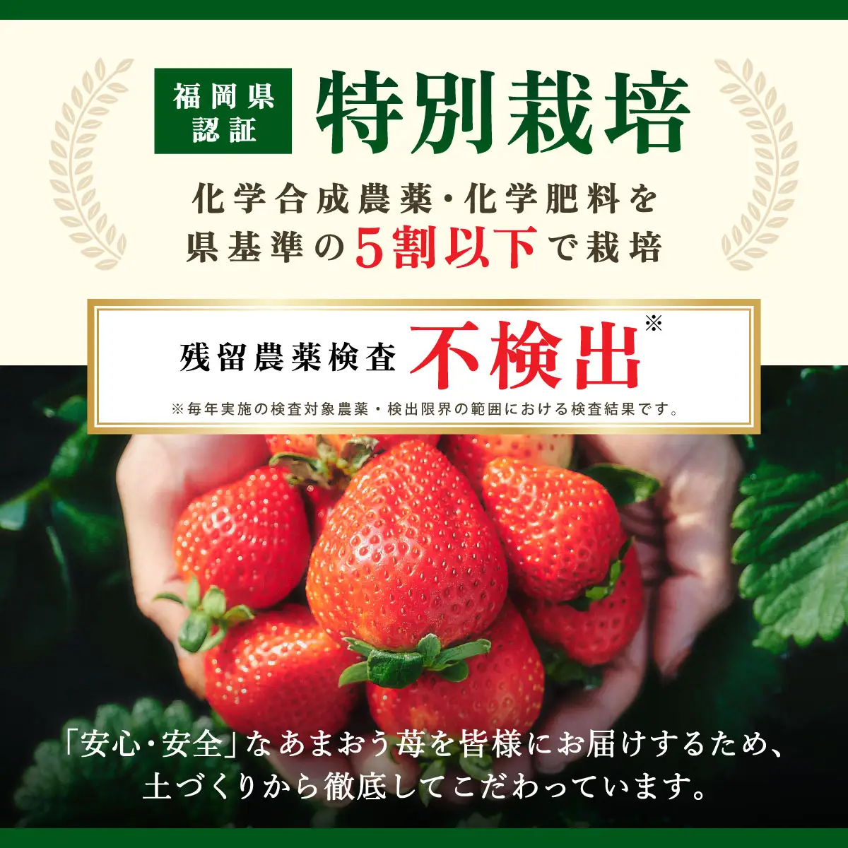 【2026年12月～2月発送】うるう農園のあまおう(MLサイズ)約160g×20P（約3200g）