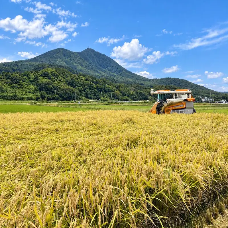 にじのきらめき 精米 5kg 茨城県 筑西市 新米 最短7営業日以内出荷