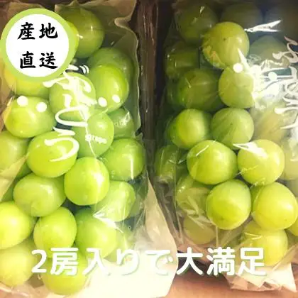 秋田県産シャインマスカット 家庭用 ２房【乳酸菌散布】 皮ごと食べられる 種なし ぶどう 葡萄 フルーツ 果物 産地直送【BARUバイオジャパン吉村(株)】[B5-99009]