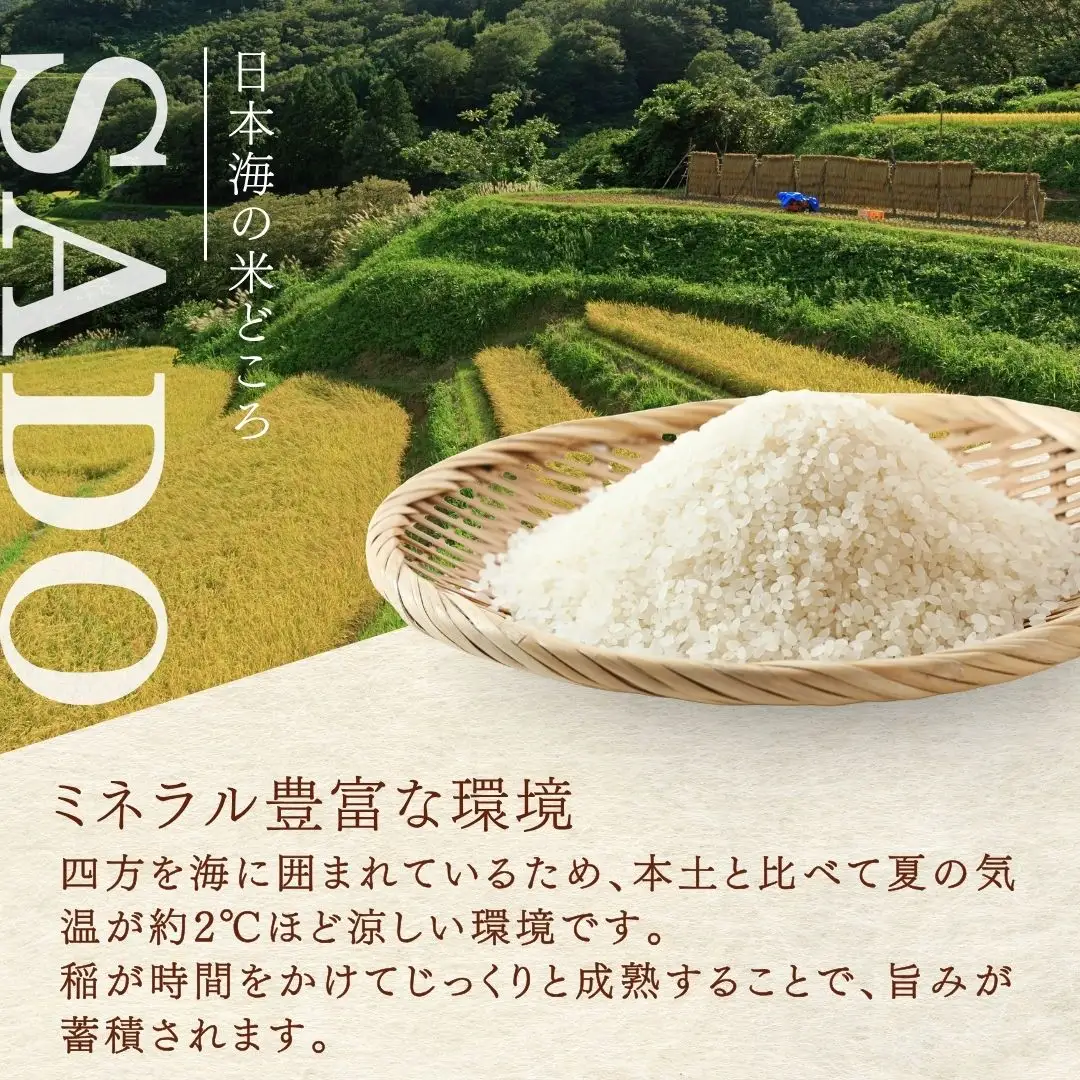 ササニシキ 玄米 10キロ | 新潟県 佐渡市 コシヒカリ