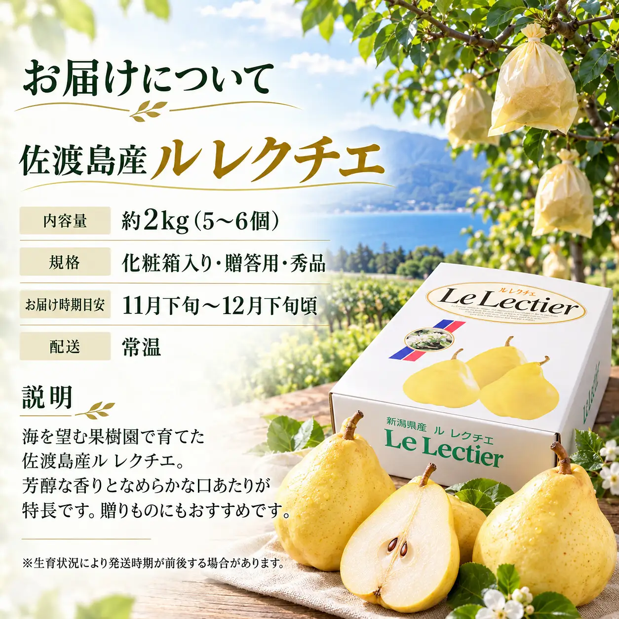 【2026年12月上旬より順次発送】佐渡島産 ル レクチエ 約2kg（5～6個）化粧箱入り・贈答用・秀品